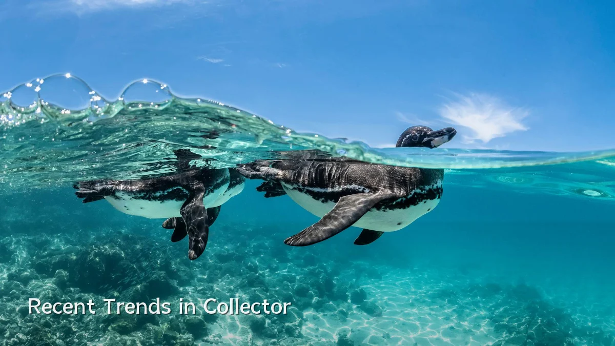 Recent Trends in Collector